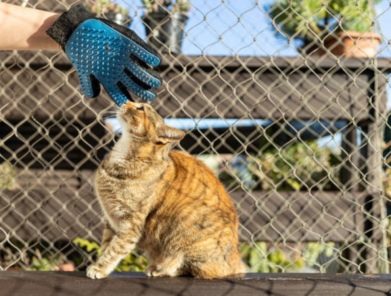 Loja de Tela Protetiva Gato Salgueiro - Proteções com Telas para Gatos