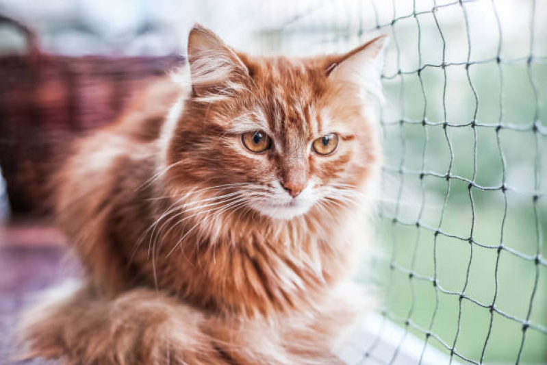 Rede de Proteção Animais Cajueiro Seco - Rede de Proteção Removível para Gatos