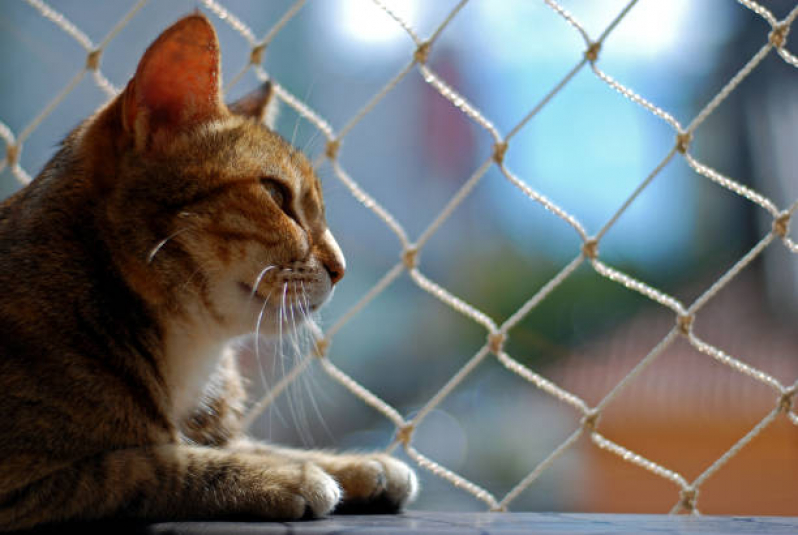 Rede de Proteção para Pet Arruda - Rede Proteção Gatos