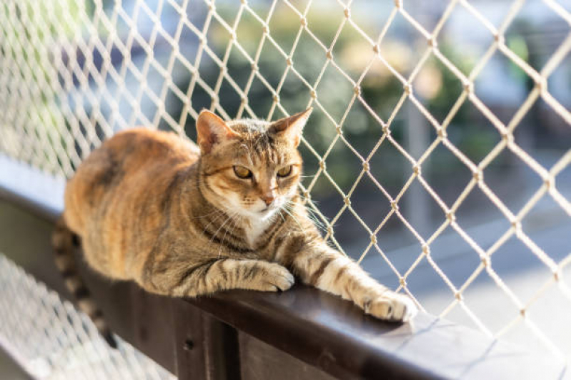 Serviço de Proteção com Telas para Gatos Monteiro - Proteções com Telas para Gatos