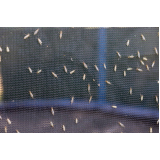 instalação de tela contra mosquito para porta Taquaritinga do norte